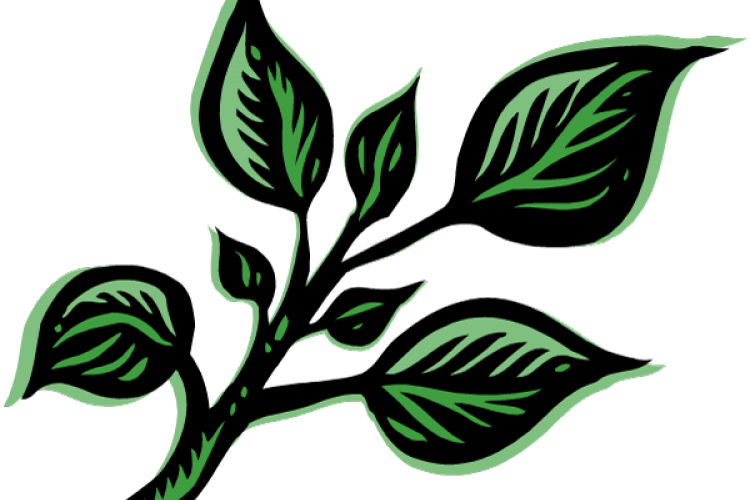 Albahaca - - Herbs Clipart (750x500), Png Download