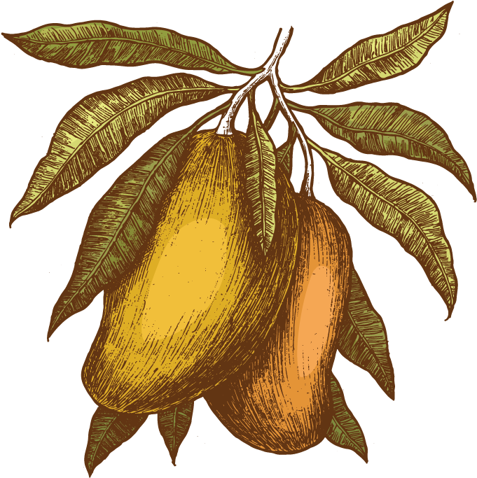We Are Missionaries In Northern Thailand Fighting Human - Mangoes Vintage Illustrations Clipart (730x730), Png Download