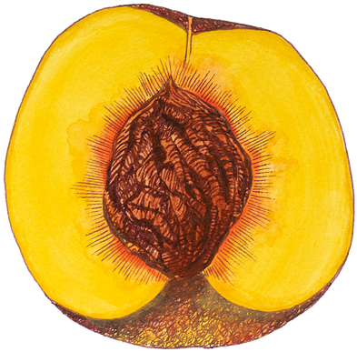 Proudly Powered By Weebly - Watercolor Painting Clipart (640x800), Png Download