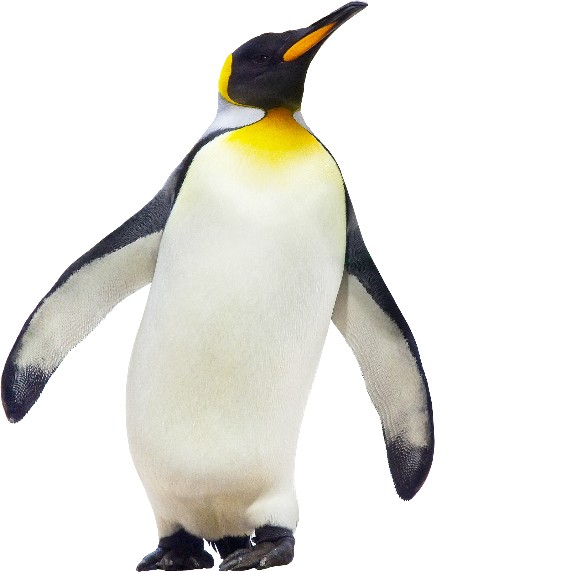 Rockhopper Penguin Clipart Cool - Emperor Penguin - Png Download (2000x2500), Png Download