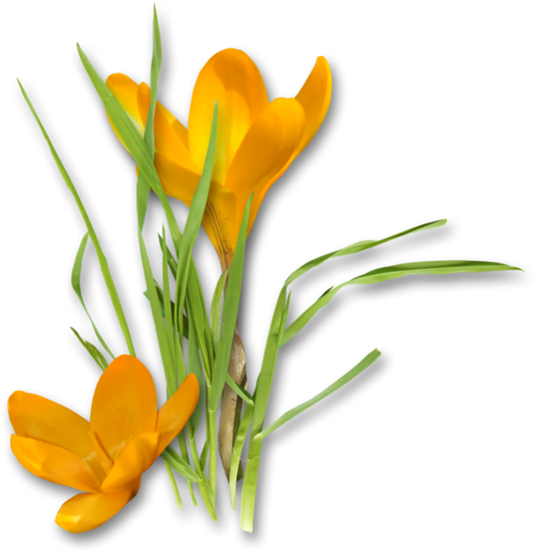 Partager - - Sümbül Sabun Ve Kokulu Taş Esansı Clipart (782x800), Png Download