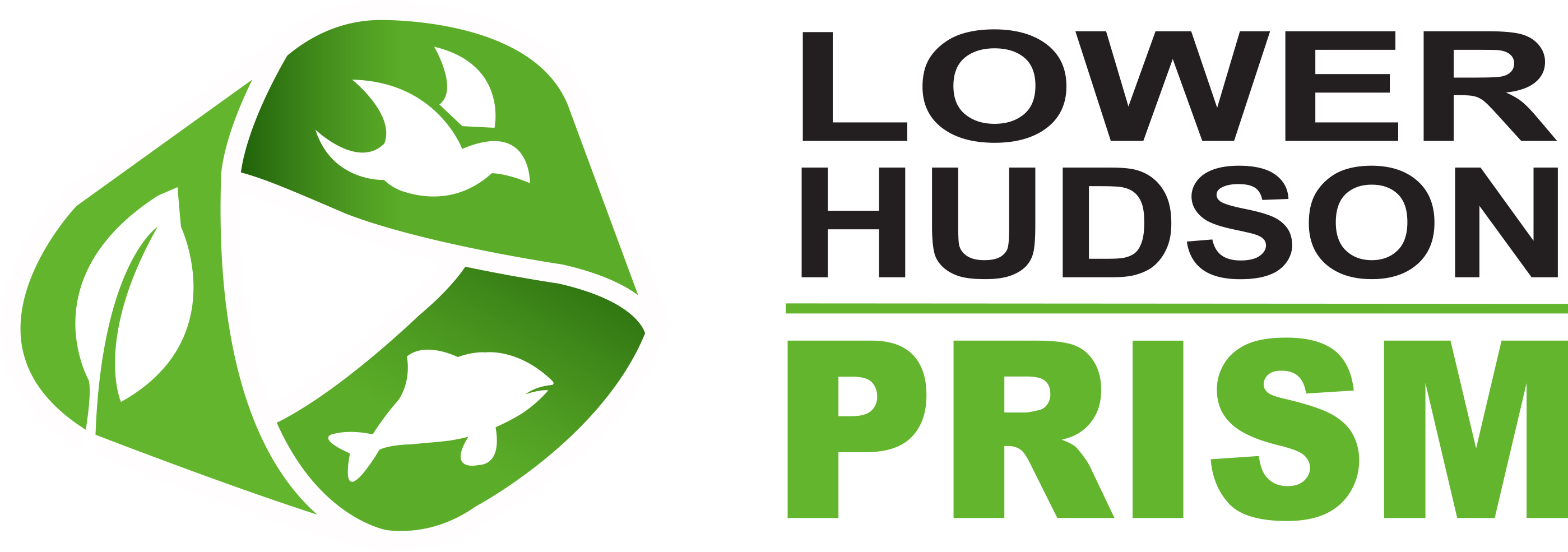 Phragmites Australis - Roger Hargreaves Clipart (2930x1027), Png Download