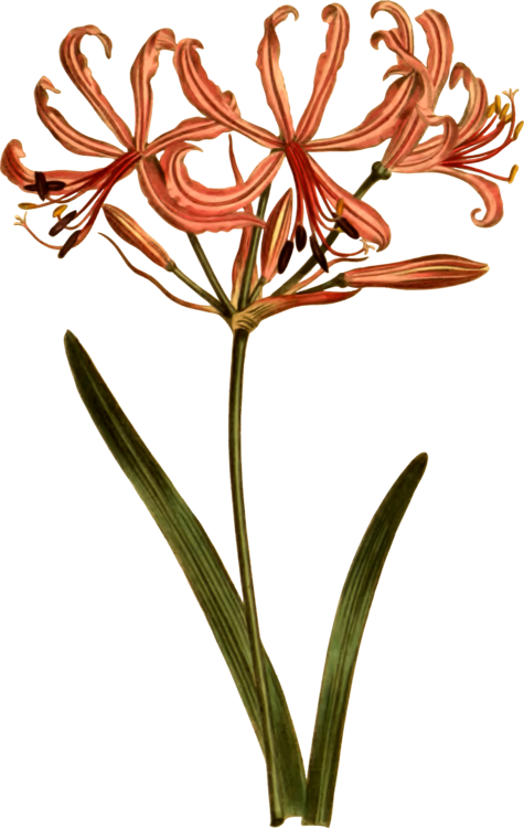 Botany Choix Des Plus Belles Fleurs Petal Flower Divaricate - Botany Clipart (475x750), Png Download