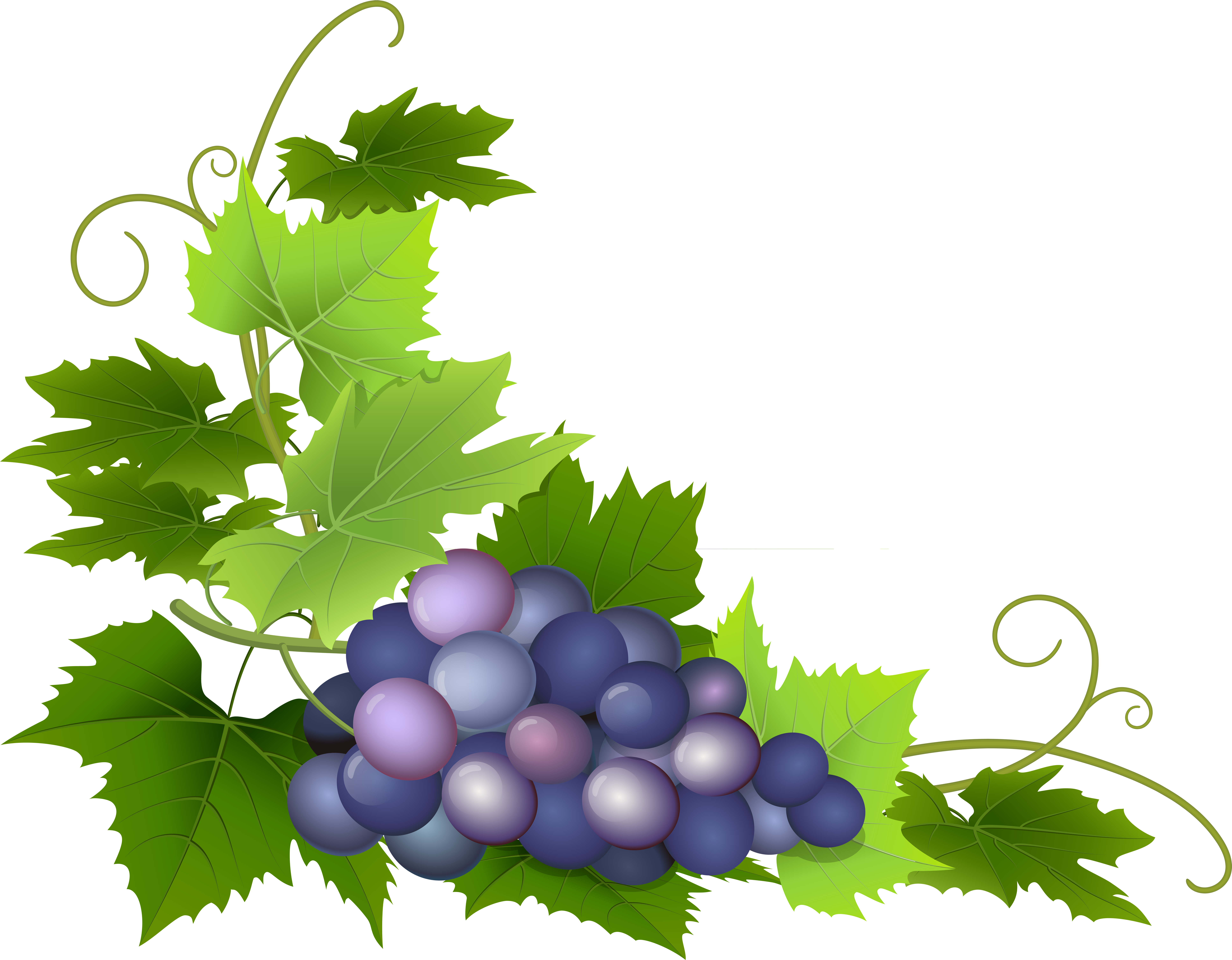 Clip Art Image Gallery - Png Download (8000x6230), Png Download