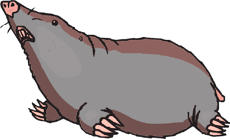 Ground Looking Animal Claws Blind Mole “ - Mole Clipart Png Transparent Png (800x483), Png Download