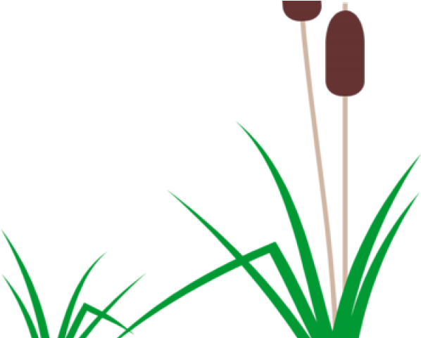Swamp Clipart Aquarium Plant - Cartoon Cattail - Png Download (640x480), Png Download