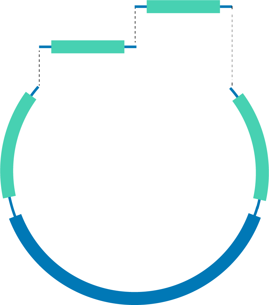 You Can Now Choose Among Multiple Plasmid Templates - Circle Clipart (864x981), Png Download