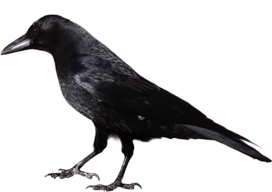 Crow Clipart - Crow Png Transparent Png (1143x809), Png Download