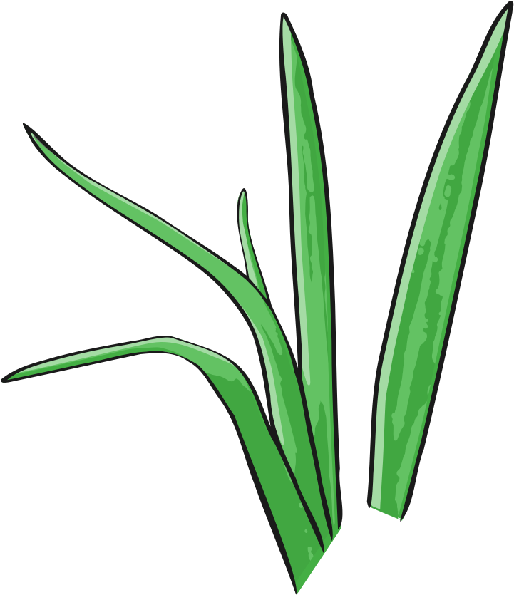 Green Grass Vector Grass Vector, Royalty Free Clipart, - Illustration - Png Download (904x1000), Png Download