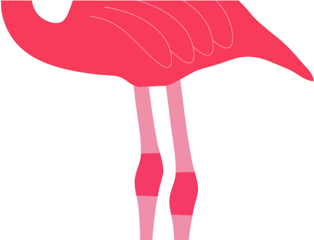 Flamingo Clipart Transparent Background - Flamingo - Png Download (640x480), Png Download