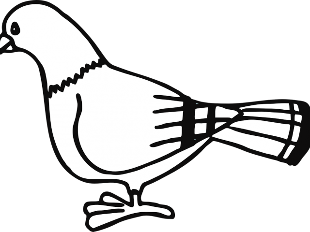 Dove Clipart Black And White - Pigeon Clip Art - Png Download (640x480), Png Download