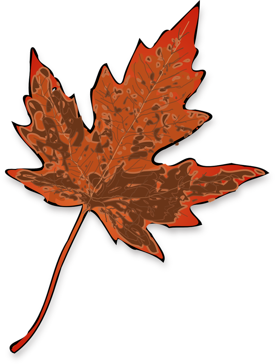 น้ำตาล เม เปิ้ ล Png Clipart Maple Leaf Clip Art - Maple Leaf Clip Art Transparent Png (900x1180), Png Download