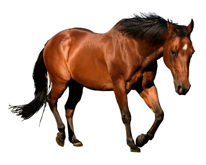 Next - Horses Transparent Clipart (757x720), Png Download
