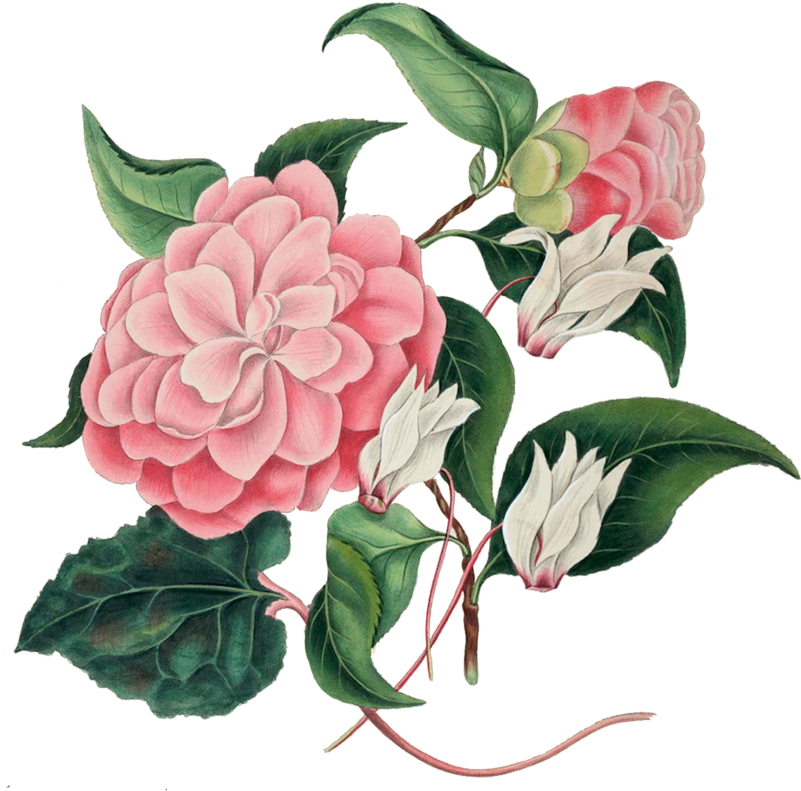 Features - Dibujos De Flores Japonesas Clipart (800x867), Png Download