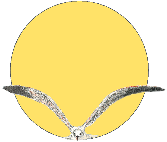 The Vacuum Seagull With Our Labelling Choice - Circle Clipart (595x842), Png Download