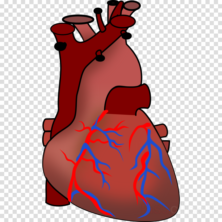 Human Heart Clipart Heart Human Body Clip Art - Vampire Png Transparent Png (900x900), Png Download