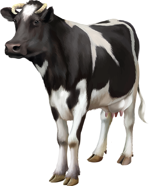 Tubes Vaches Photoshopped Animals, Cartoon Cow, Bull - Veterinary Vet Portable Ultrasound Scanner Machine Clipart (500x624), Png Download
