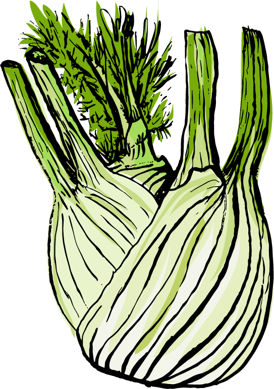 Fennel - Leek Clipart (543x771), Png Download