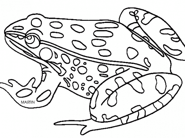 Amphibian Clipart Black And White - Amphibian Coloring Page - Png Download (640x480), Png Download