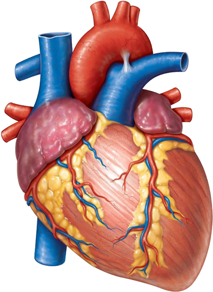 Banner-main - Shape Of Heart Anatomy Clipart (616x796), Png Download