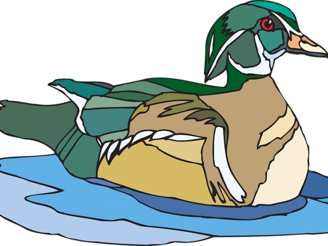 Duck Clipart Swimming - Clip Art - Png Download (640x480), Png Download