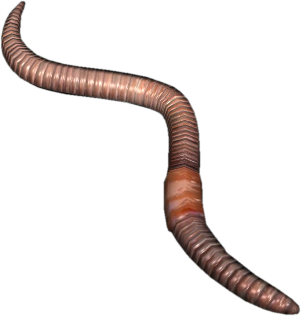 Png Earthworm Images Pluspng - Earthworm Png Clipart (617x649), Png Download