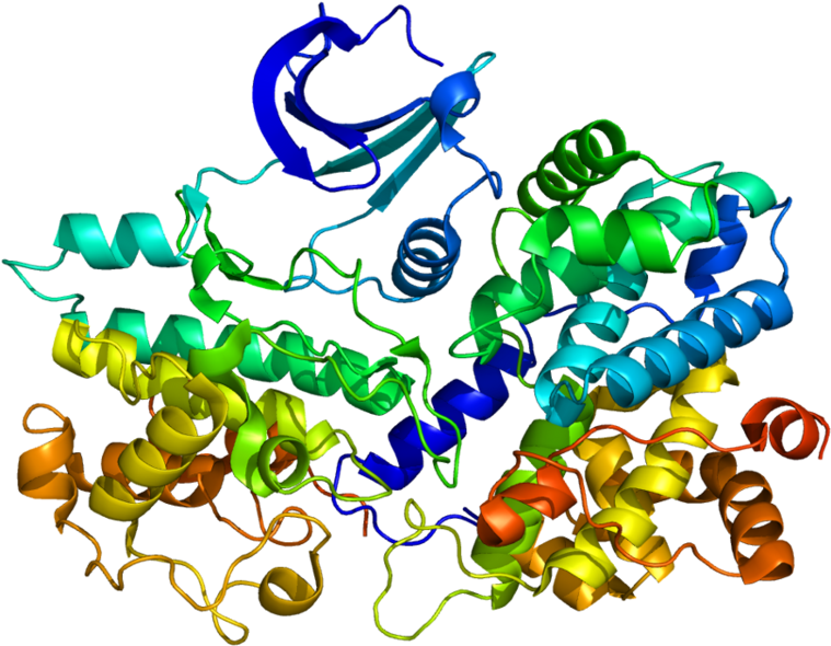 Cyclin Protein Clipart (800x631), Png Download
