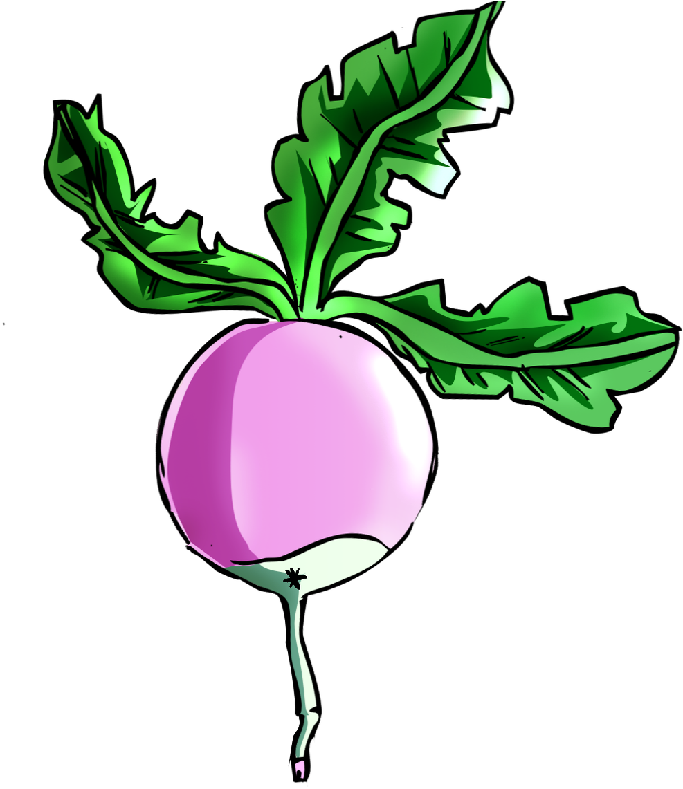 Radis Irradié Vierge - Radis Irradié Clipart (1068x1200), Png Download