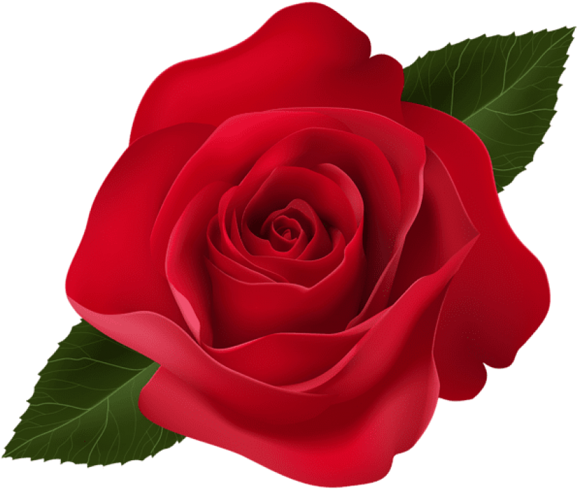 Free Png Red Rose Png Images Transparent Clipart (850x717), Png Download