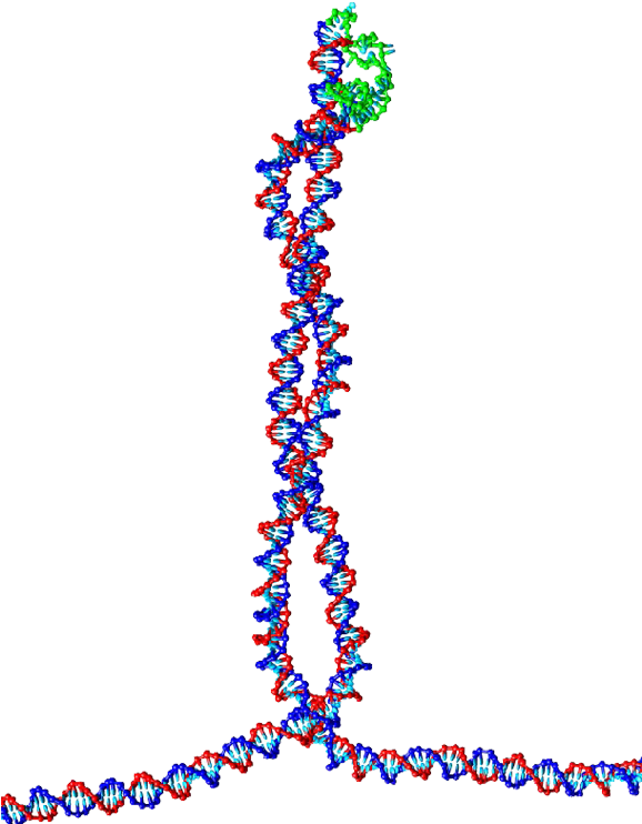 A Tetrahedral Dna Cage As Made By The Group Of Chengde - Nucleic Acid Double Helix Clipart (730x754), Png Download