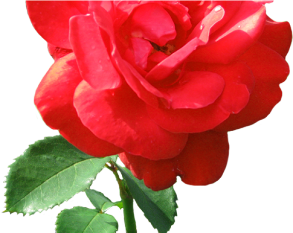 Dew Drop Clipart Transparent - Rose Clip Art - Png Download (640x480), Png Download