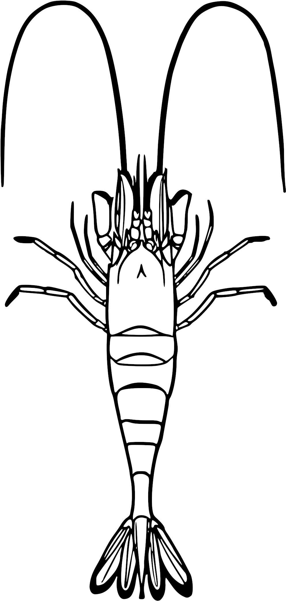 Open - Krewetka Kolorowanka Clipart (1000x2092), Png Download