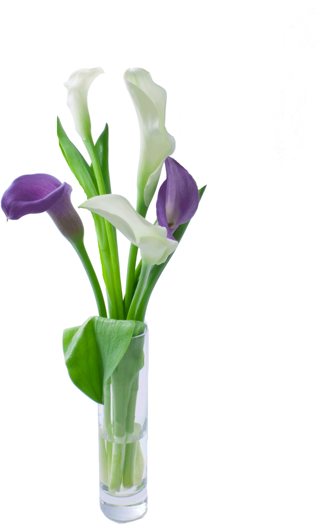 Grower Recommendations - Calla Lily Clipart (1372x1825), Png Download