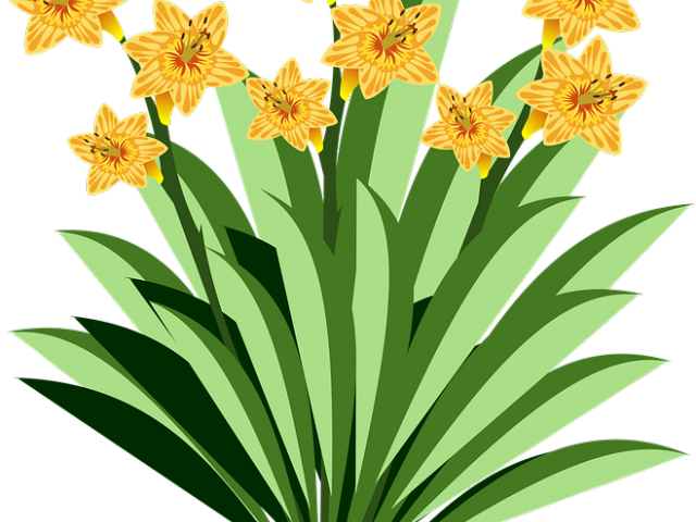 Calla Lily Clipart Clip Art - Clip Art - Png Download (640x480), Png Download