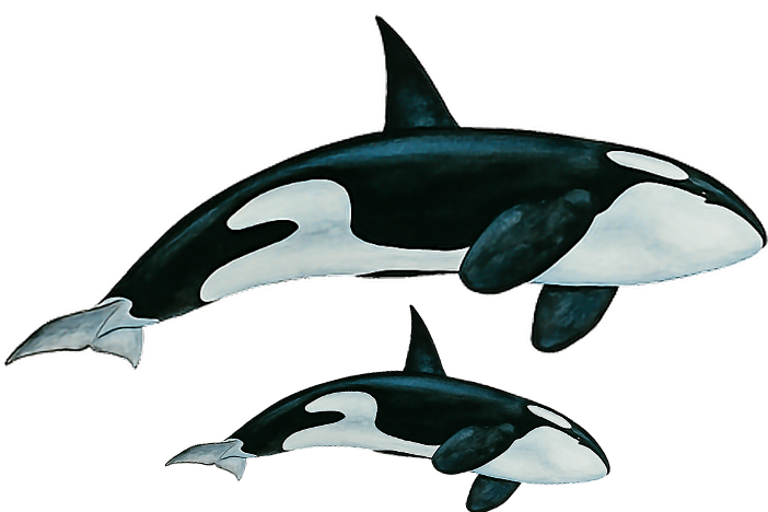Whales Clipart (718x480), Png Download