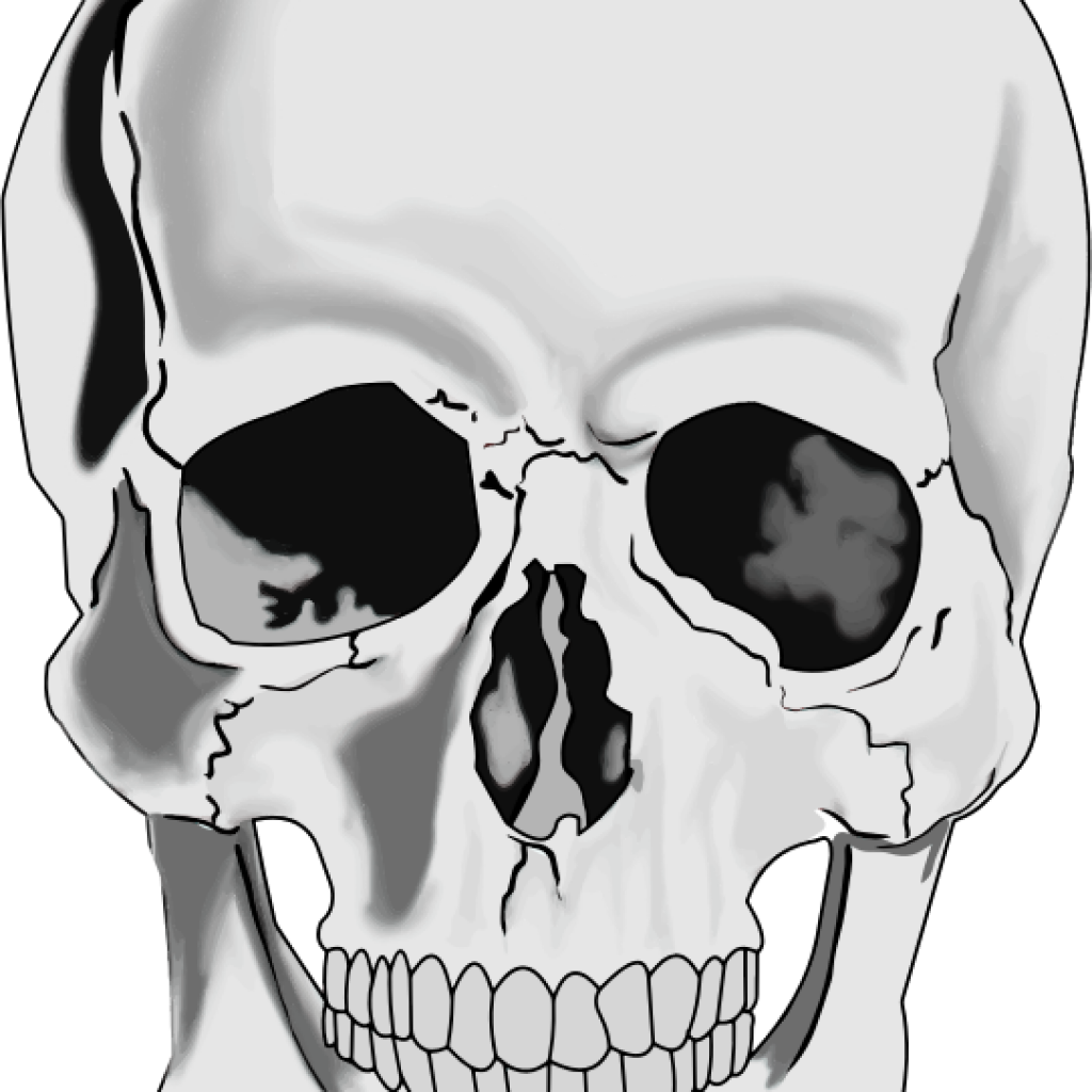 Banner Royalty Free Unicorn Hatenylo Com Realistic - Realistic Human Skull Drawing Clipart (1024x1024), Png Download