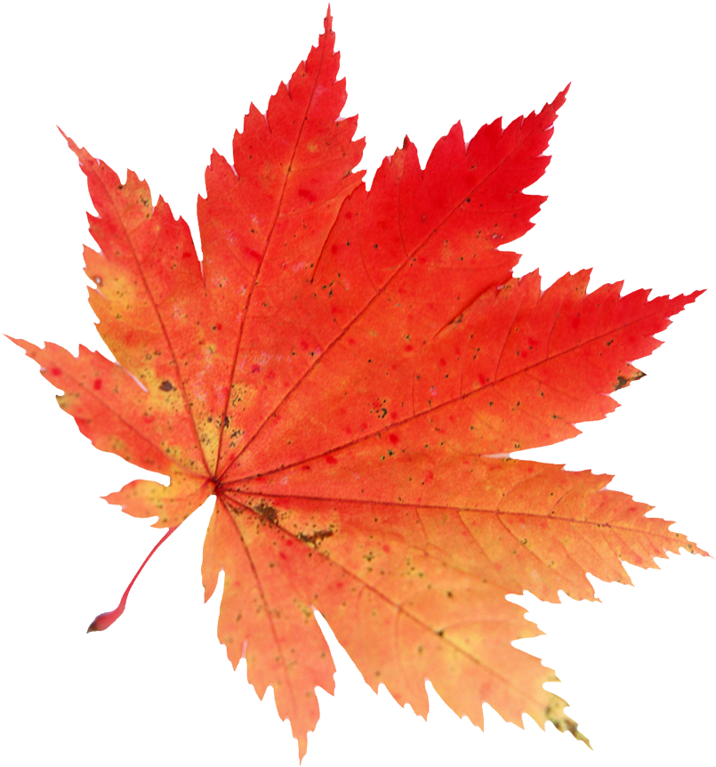 Autumn Leaves Clipart El Otono - Hoja De Arce Japones - Png Download (804x889), Png Download