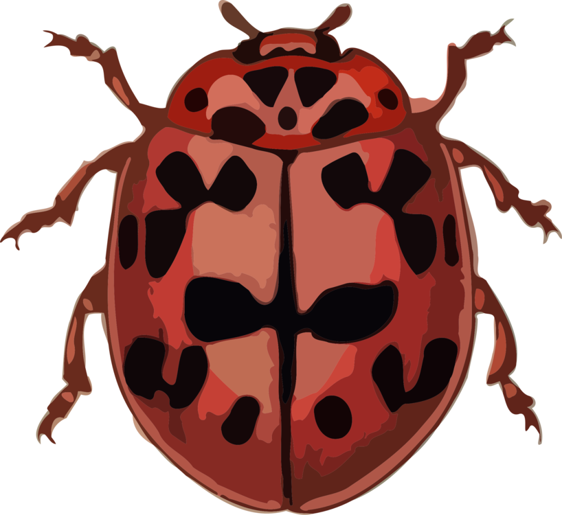 Ladybird Beetle Computer Icons Polyphaga Bothrideridae - Set Of 8 Insects 1 25 Magnets Cute Funny Animal Bugs Clipart (818x750), Png Download