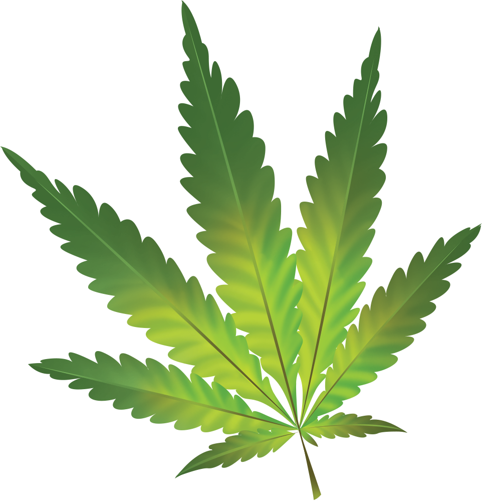 Cannabis - Hamp Plante Hvid Baggrund Clipart (962x999), Png Download