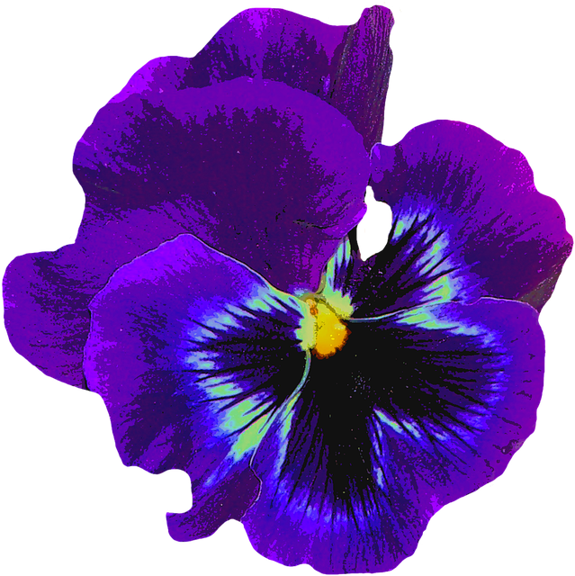 Pansy, Blue, Spring, Blossom, Bloom, Flower, Violaceae - Amor Perfeito Azul Png Clipart (639x640), Png Download