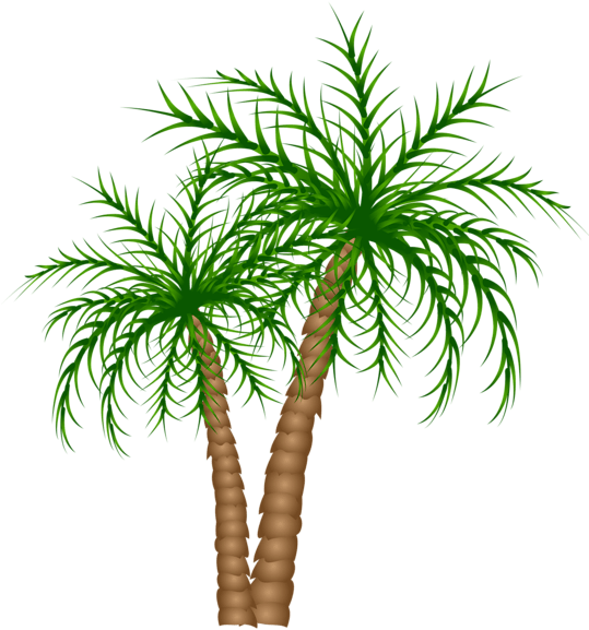 Palm Tree Clipart Transparent Background - Png Download (538x600), Png Download
