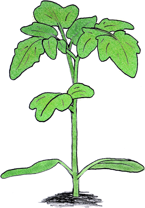 My Main Interest For The Past Decade Has Been In The - Tomato Clipart (600x860), Png Download