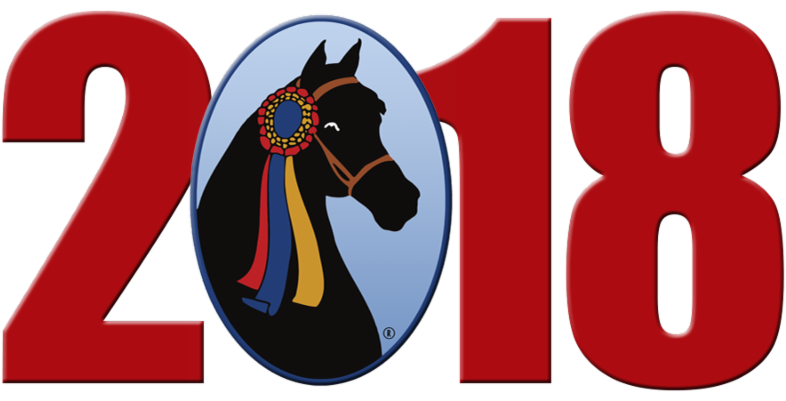 News On Qualifying - Stallion Clipart (800x400), Png Download