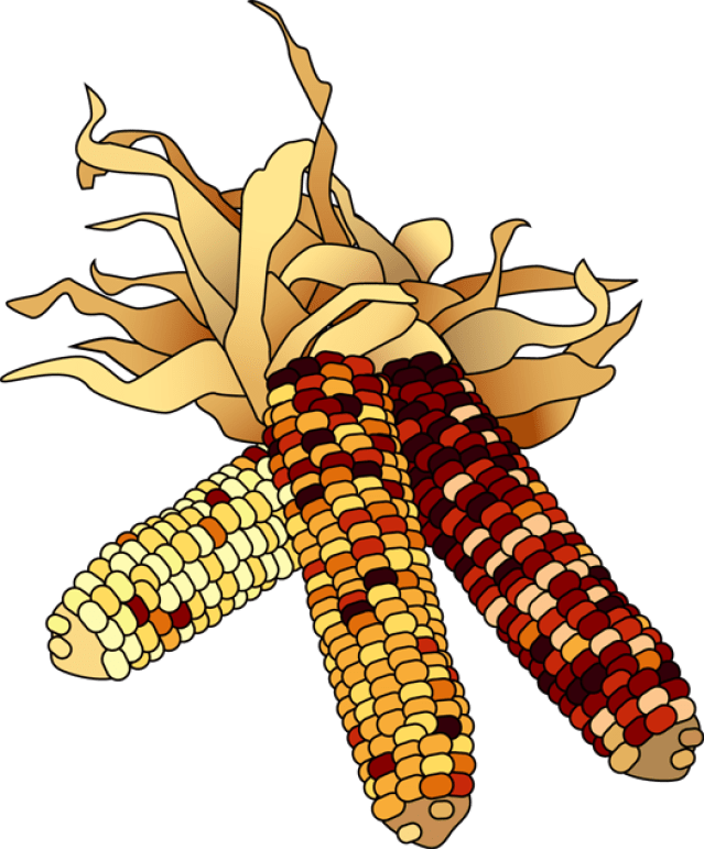 Indian Corn Clipart - Png Download (639x771), Png Download
