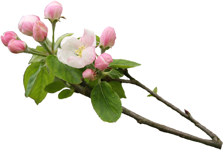 Без Заголовка - Цветущие Деревья Пнг Clipart (800x563), Png Download