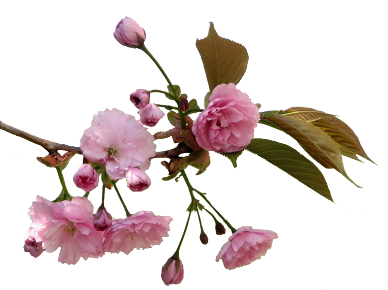 Без Заголовка - Клипарт На Прозрачном Фоне Ветки Clipart (780x583), Png Download