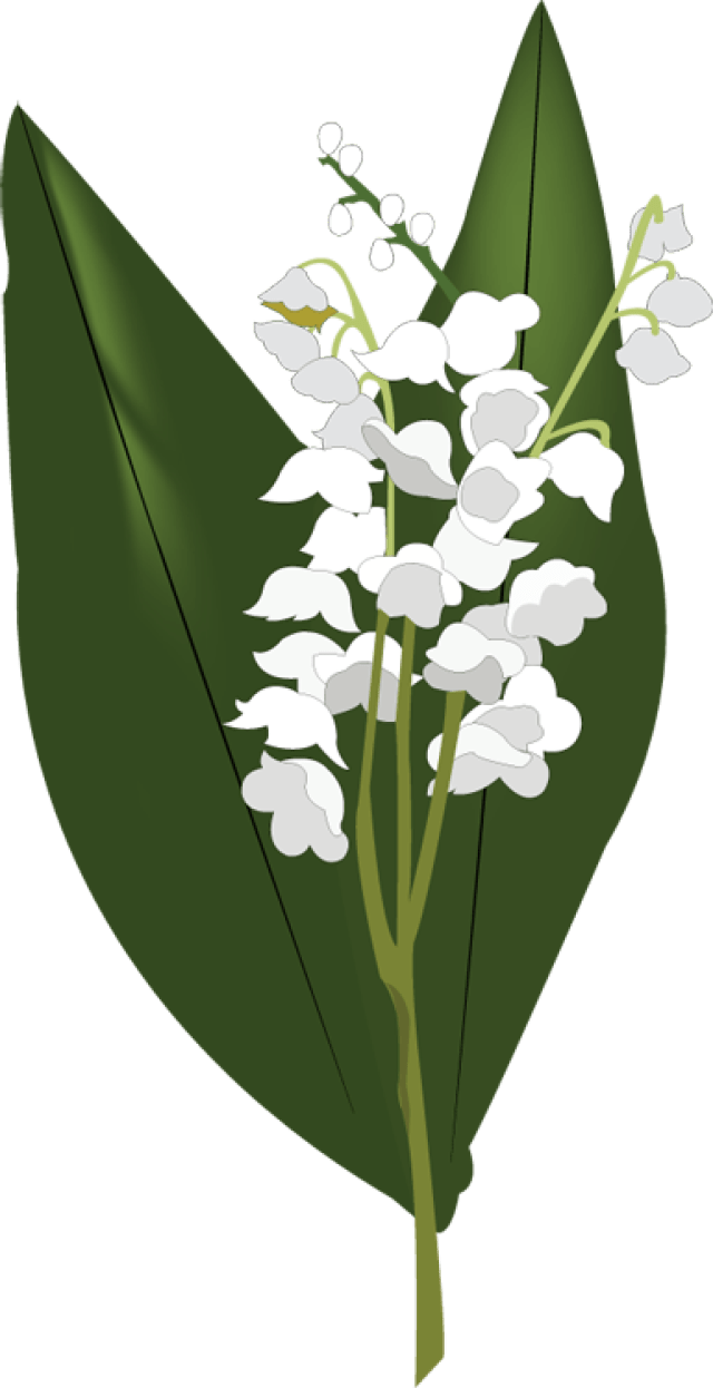 Lily Of The Valley Png Clipart (640x1246), Png Download