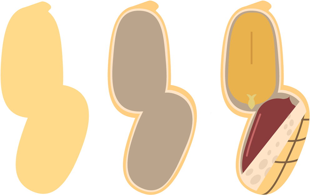 The Three Layers Of The Shell Are Shown Separately Clipart (1200x744), Png Download