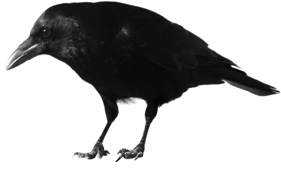 Crow - Crow Png Hd Clipart (900x549), Png Download