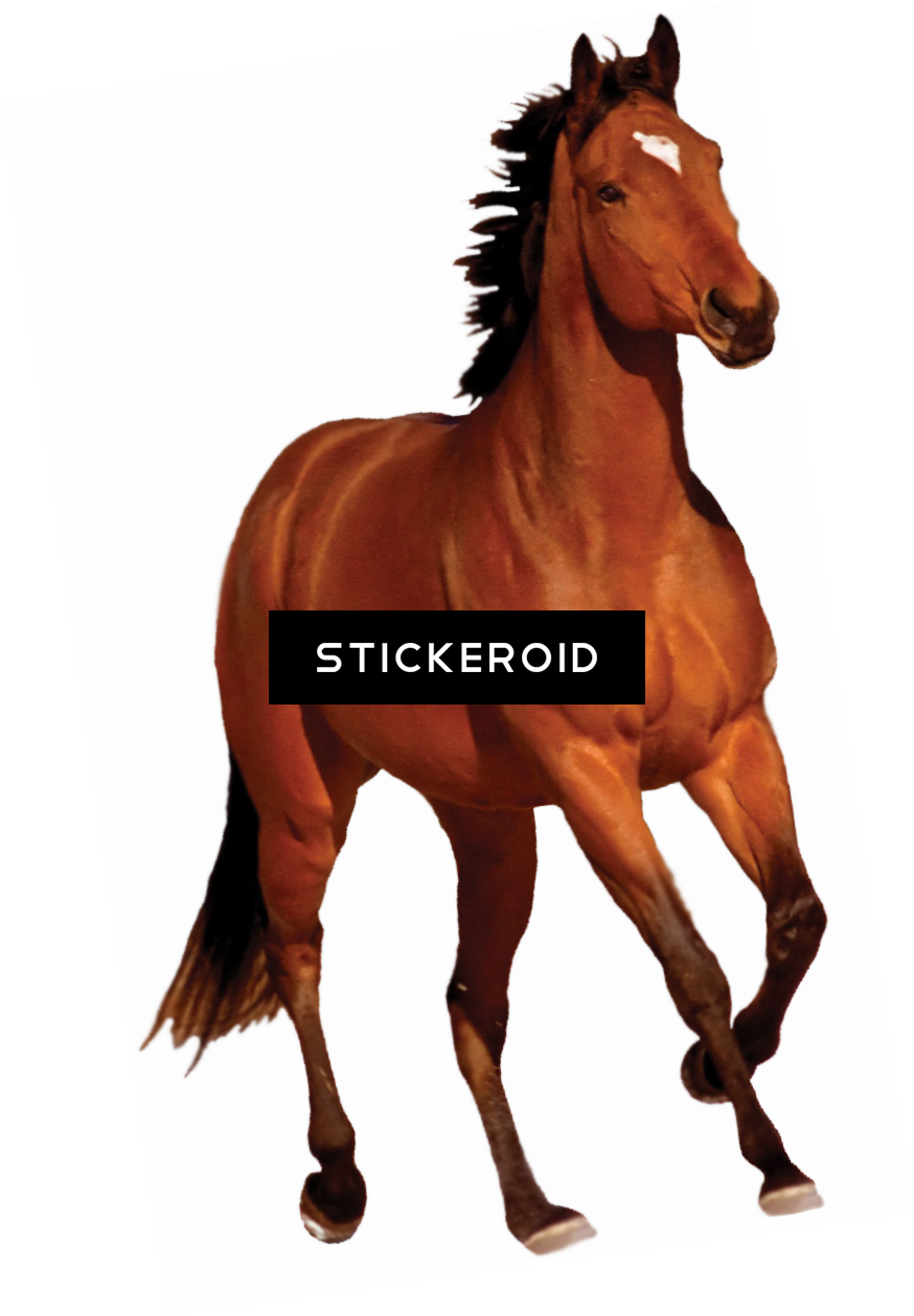 White Horse - River's Edge Rivers Edge Products Running Bay Horse Clipart (874x1259), Png Download